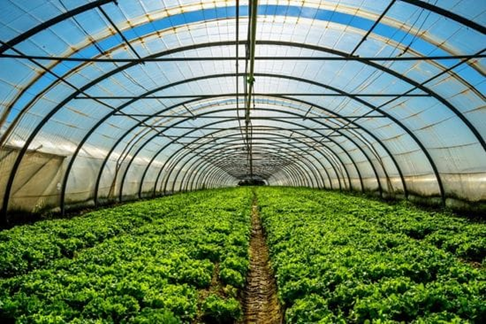 Climate-Controlled Greenhouses